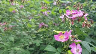 Climbing Rose A MUST Plant Beauty [upl. by Esirehc]