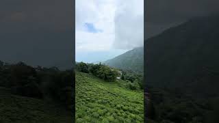 Darjeeling tea garden view  Darjeeling mountain view  tranding travel shots [upl. by Baiel]