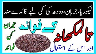 Health Benefits Of Talmakhana  Talmakhan ke fawaid mizaj ur us ke istemal [upl. by Wall]