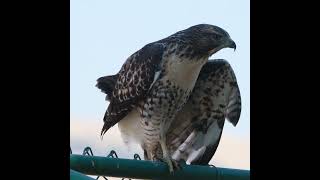 Redtailed hawk baby calls for mom [upl. by Takeshi409]