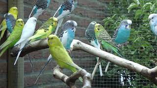 10 Minuten Parkieten geluiden – Parakeet sounds – Lovebird sounds – Budgerigar sounds – Bird sounds [upl. by Alexa]