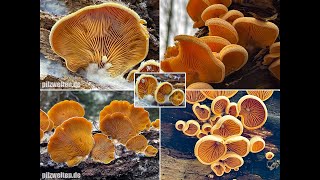 Pilzportrait  Orangeseitling Phyllotopsis nidulans  Pleurotus nidulans Panus nidulans [upl. by Anihc]