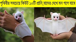 পৃথিবীর সবচেয়ে সুন্দর ১০টি প্রানিযাদের দেখে মন গলে যাবে আপনারও 10 Cute Exotic Adorable You Can Pet [upl. by Stonwin]