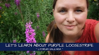 Lets Learn About Purple Loosestrife  Lythrum salicaria [upl. by Lonny]