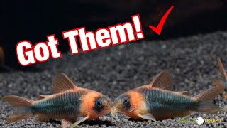 New Super Rare Corydoras Eques [upl. by Ilek]