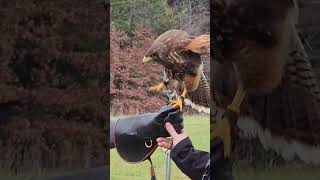 This is such a beautiful Harris hawk hawk animals falconry falcon nature hike travel [upl. by Bull598]