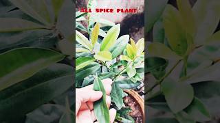 All Spice Plant  viralvideo shorts plant ayurveda [upl. by Geilich]