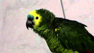 LORO LALO CANTA quot CIELITO LINDO quot HD [upl. by Schonfield]