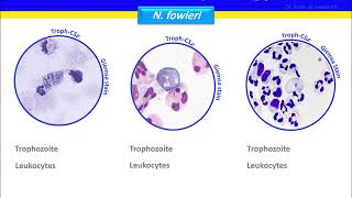 Naegleria fowleri [upl. by Downs772]