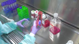 Passaging Cells Cell Culture Basics [upl. by Aihsia]