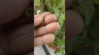 Harvest of purslane plant planting gardenning ytshorts [upl. by Akehsat596]