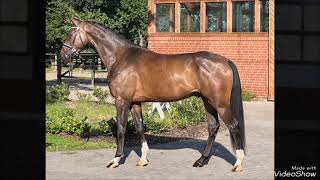 Young dressage horse for sale in Germany Hannoverian gelding 2021 by Jovian  Lauries Crusador xx [upl. by Masuh166]