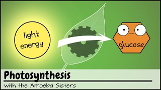 Photosynthesis UPDATED [upl. by Kennet]