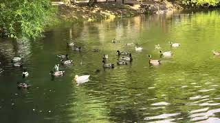 Day at the Canby pond  Oregon [upl. by Pfosi]