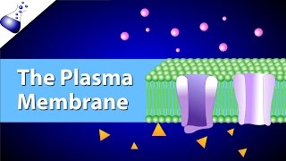 The Plasma Membrane and the Fluid Mosaic Model [upl. by Pearce848]