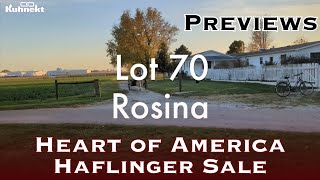 Lot 70 Heart of America Haflinger Sale Preview [upl. by Germaine706]