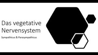 Das Vegetative Nervensystem einfach erklärt Sympathikus amp Parasympathikus im Überblick [upl. by Noramac333]