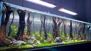 Beautiful Cardinal Tetra Fish Tank  Super Clean Cardinal Tetra Aquarium [upl. by Nimad350]