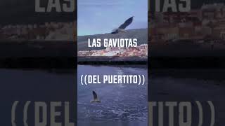 Las Gaviotas del Puertito DERECHOS DE AUTORTOOMYOM [upl. by Nazar]