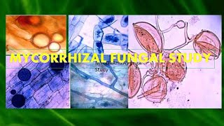 Concepts of Arbuscular Mycorrhizal fungi AMF ProfDrUdhav Bhale [upl. by Alrahc]