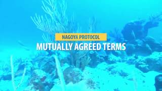 THE NAGOYA PROTOCOL Akawaio language [upl. by Aihtebat]