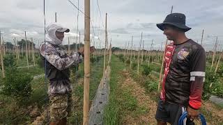 SENYALES NG MGA TANIM SA LUCKY FARM [upl. by Winston]