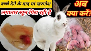 बच्चे देने के बाद मां खरगोश खून गिरा रही है क्या करेंMale And Female Rabbit Ko Kab Alag Karen [upl. by Atteve]