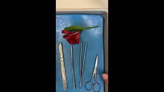 Alstroemeria Flower Dissection [upl. by Keffer]