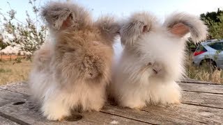 Adorable Fluffy Rabbits Have Huge Ears [upl. by Clymer850]