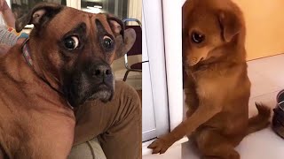 Guilty DOG Face Reaction 🐶😂 Funniest Guilty Dogs Video Compilation [upl. by Norri]