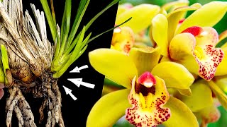 ⭐MÁS FLORES Trasplante y Cuidados del Cymbidium [upl. by Dulcy]