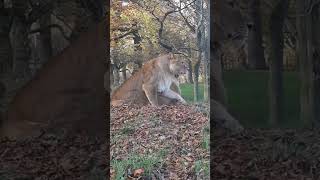 lions kings up close knowsley safari park [upl. by Igiul]