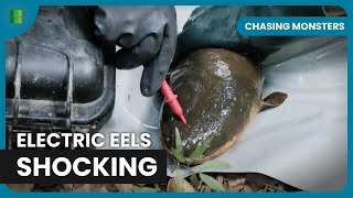 Can Electric Eels Really Kill You  Chasing Monsters [upl. by Areval921]