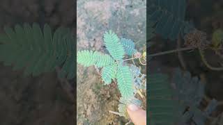 Mimosa pudica nature Lajwanti plant ☘️ [upl. by Ahseid617]