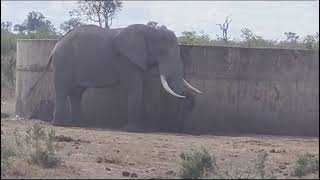 krugernationalparkelephant zebras wildebeestsnear waterholeviralsouthafrica [upl. by Ailen220]