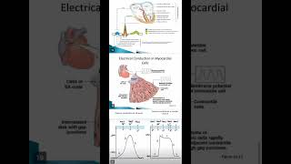 Antianginal Drug  Pharmacology 2  Bpharmacy 5th Sempharmacology shortsviralshortsytshorts [upl. by Rimidalb]