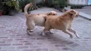 Dog barking Labrador [upl. by Volkan]