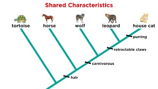 Cladistics Part 1 Constructing Cladograms [upl. by Jael]