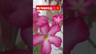 KAMBOJA JEPANG YANG TERSEMBUNYI Beautifulflowersallbankpapuacabangwaisaiviralvideofypシ゚viral [upl. by Tchao]