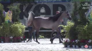 N 42 BERNINI REGALIS ANICA National Championship 2024 Yearling Colts Section B Class 4 B [upl. by Bourn697]