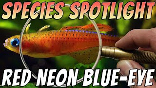 Red Neon Blue Eye Rainbowfish Pseudomugil luminatus Freshwater Aquarium Fish Profile amp Care Guide [upl. by Euhc246]