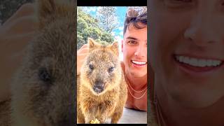 Quokka  the most exotic and happiest animal [upl. by Nagy]