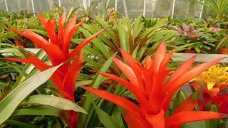 BEAUTIFUL Bromeliads Worlds Most Spectacular Plants episode 10 of 14 [upl. by Nomyt316]