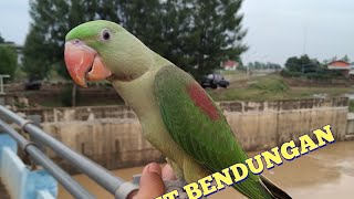 ALEXANDRINE PARROT FREE FLIGHT  BENDUNGAN PERLAT [upl. by Beghtol]