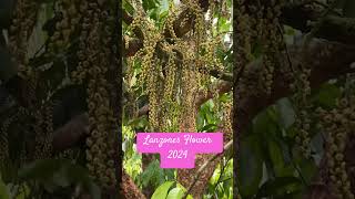 Lanzones Tree FlowersFruit Season 2024shorts satisfying fruit philippines province [upl. by Enylodnewg]