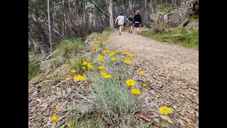 Alpine Wildflower Walks [upl. by Sivat]