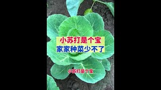 小苏打是个宝，家家种菜少不了今日三农爆款 种植小技巧 新农人计划2024 自己种的纯天然的绿色蔬菜 [upl. by Tjaden]