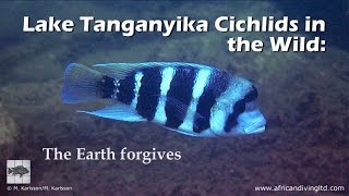 Lake Tanganyika cichlids in the wild The Earth forgives [upl. by Gnof]