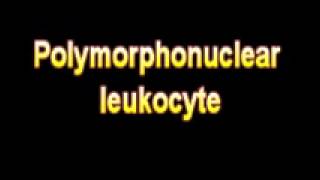 What Is The Definition Of Polymorphonuclear leukocyte Medical School Terminology Dictionary [upl. by Adnilra]