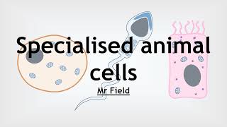 GCSE Biology 02  Specialised animal cells [upl. by Nole]